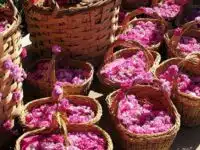 Αιθέριο Έλαιο Bulgarian Rose