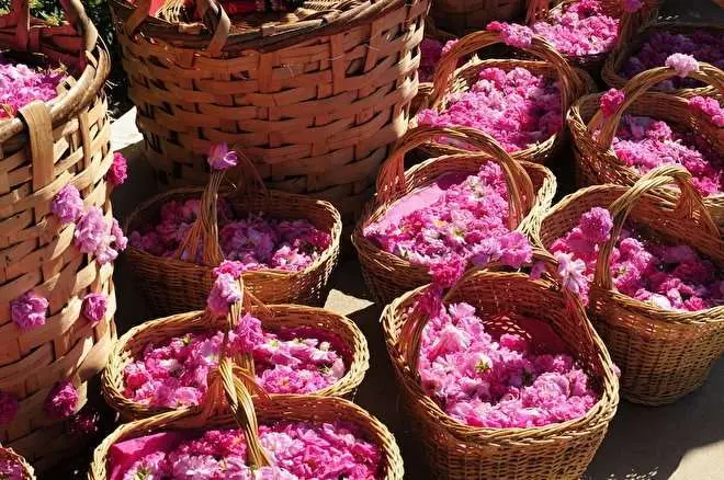 Αιθέριο Έλαιο Bulgarian Rose 1 Αιθέριο Έλαιο Bulgarian Rose
