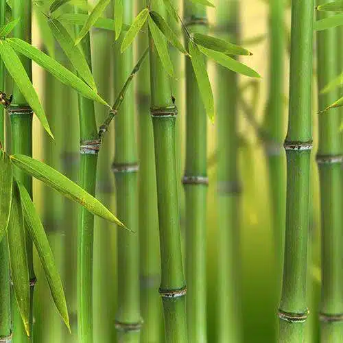 BAMBOO 1 BAMBOO