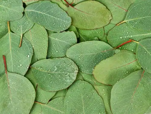 MODERN EUCALYPTUS