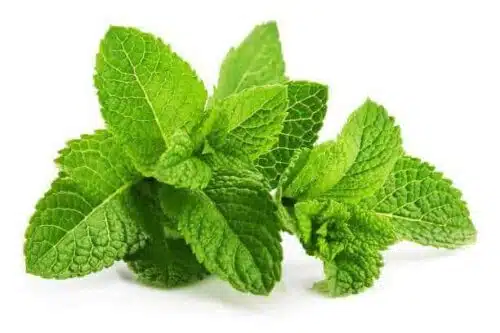 Peppermint