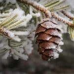 Frosted Pine