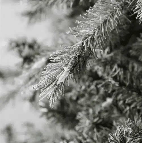 Nordic Pine